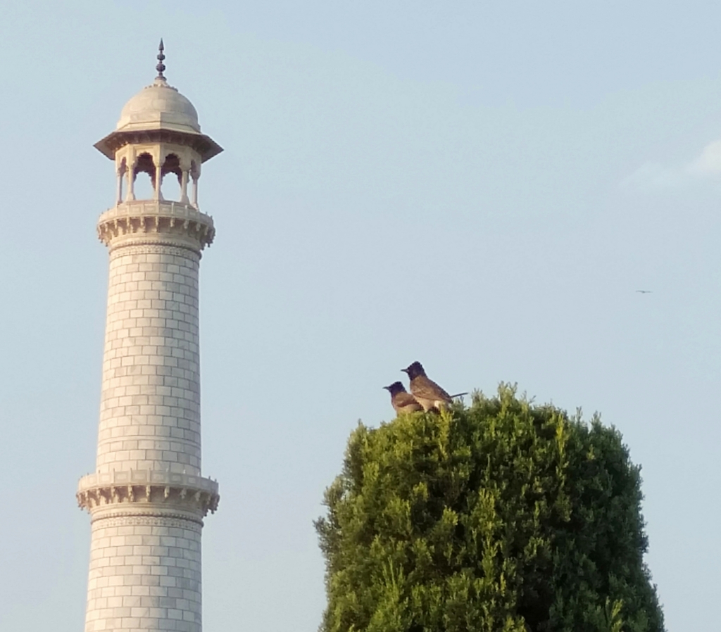 Bulbuls at the Taj Mahal / Rinku Dutta