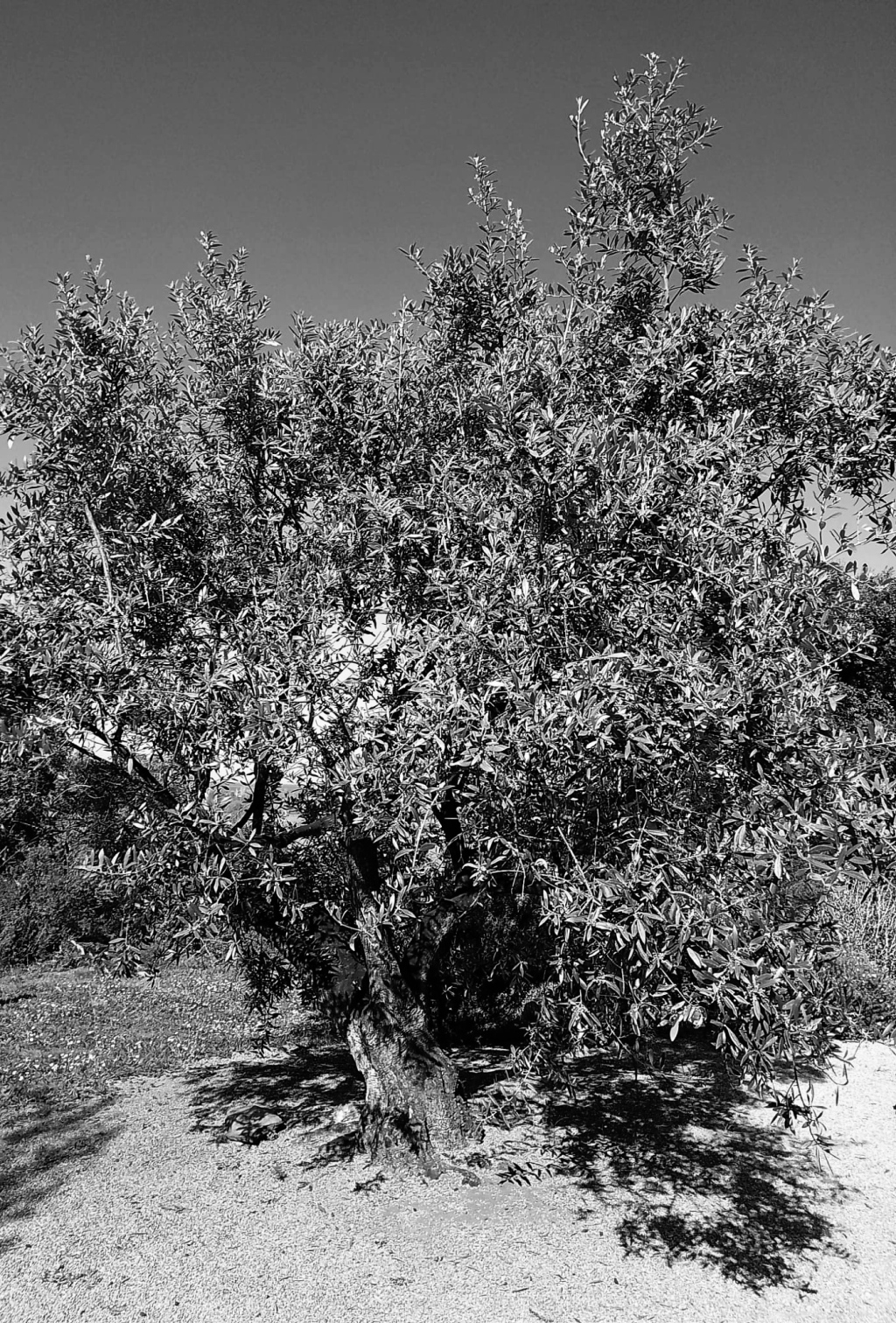 The Olive Grove’s Blessing / E.T.